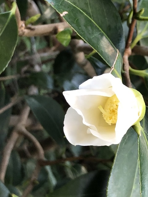 侘助2019