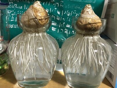 ヒヤシンス水栽培発根
