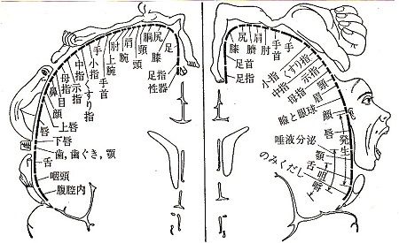 脳地図