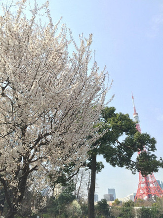 桜と東京タワー20150322IMG_6964