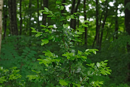 sakaki2