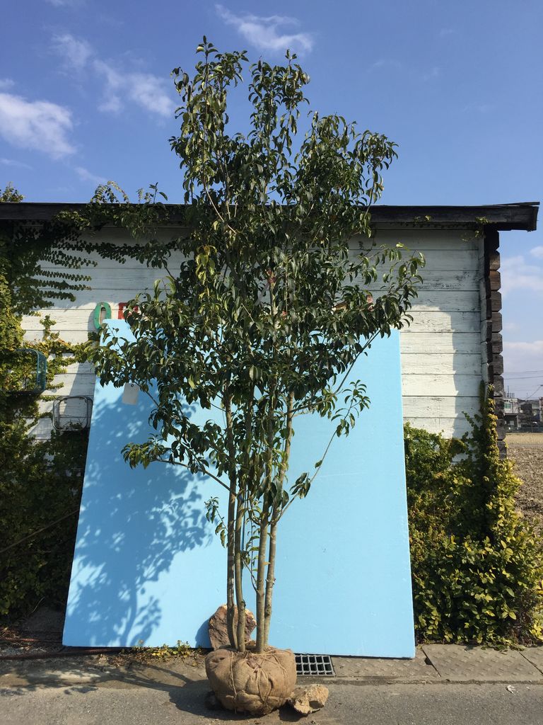 入荷情報 植木屋の植木