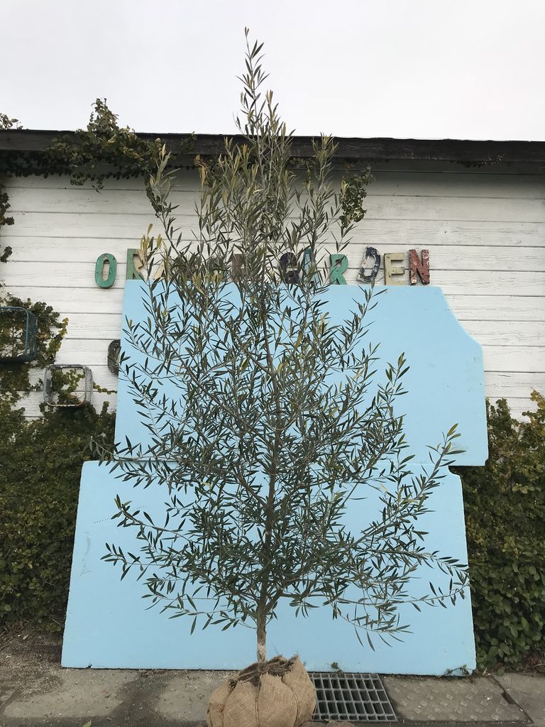 オリーブの木 3m