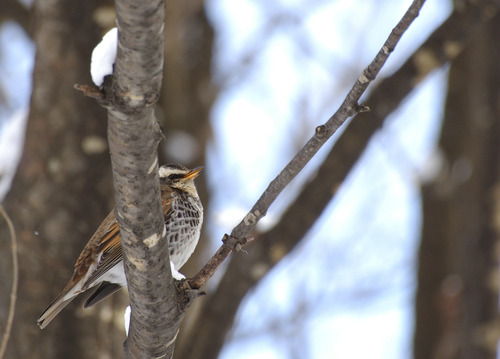札幌市内の公園で種を食べるツグミの画像 ツグミの画像