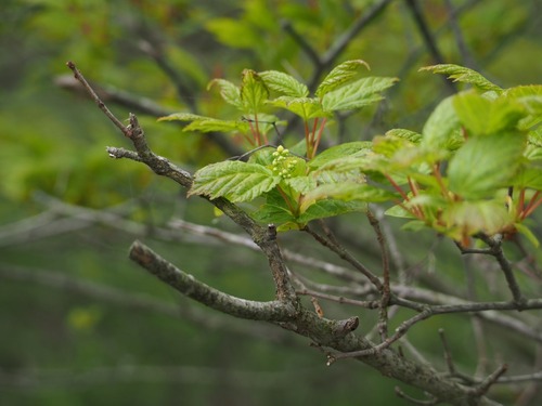 P5245273