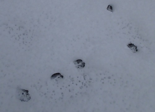 deer print