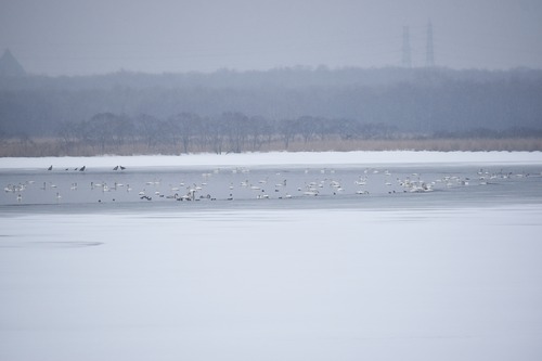 20190221美々川流入口オオハクチョウ他DSC_0400