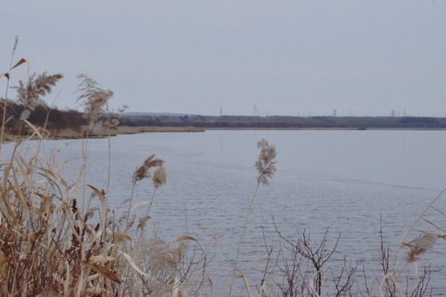 resizeハクチョウの小径から湖風景(小山