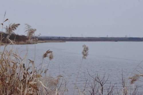 resizeハクチョウの小径から湖風景（小山