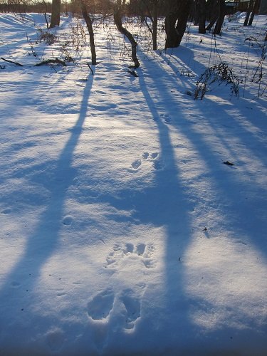 雪上の足跡