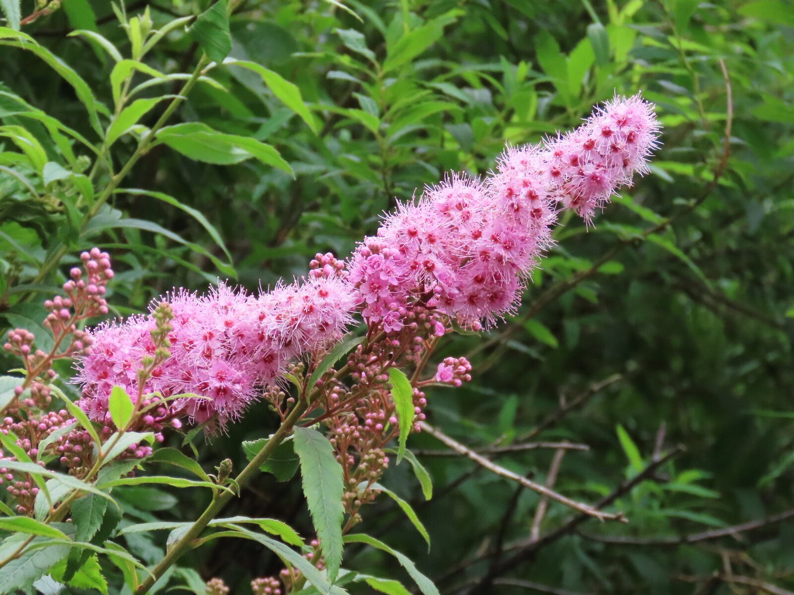 夏の花が咲きはじめています ウトナイ湖サンクチュアリ ブログ 夏の花が咲きはじめています ウトナイ湖サンクチュアリ ブログ