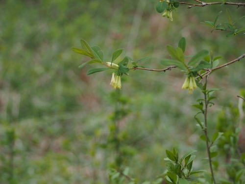 P5165141