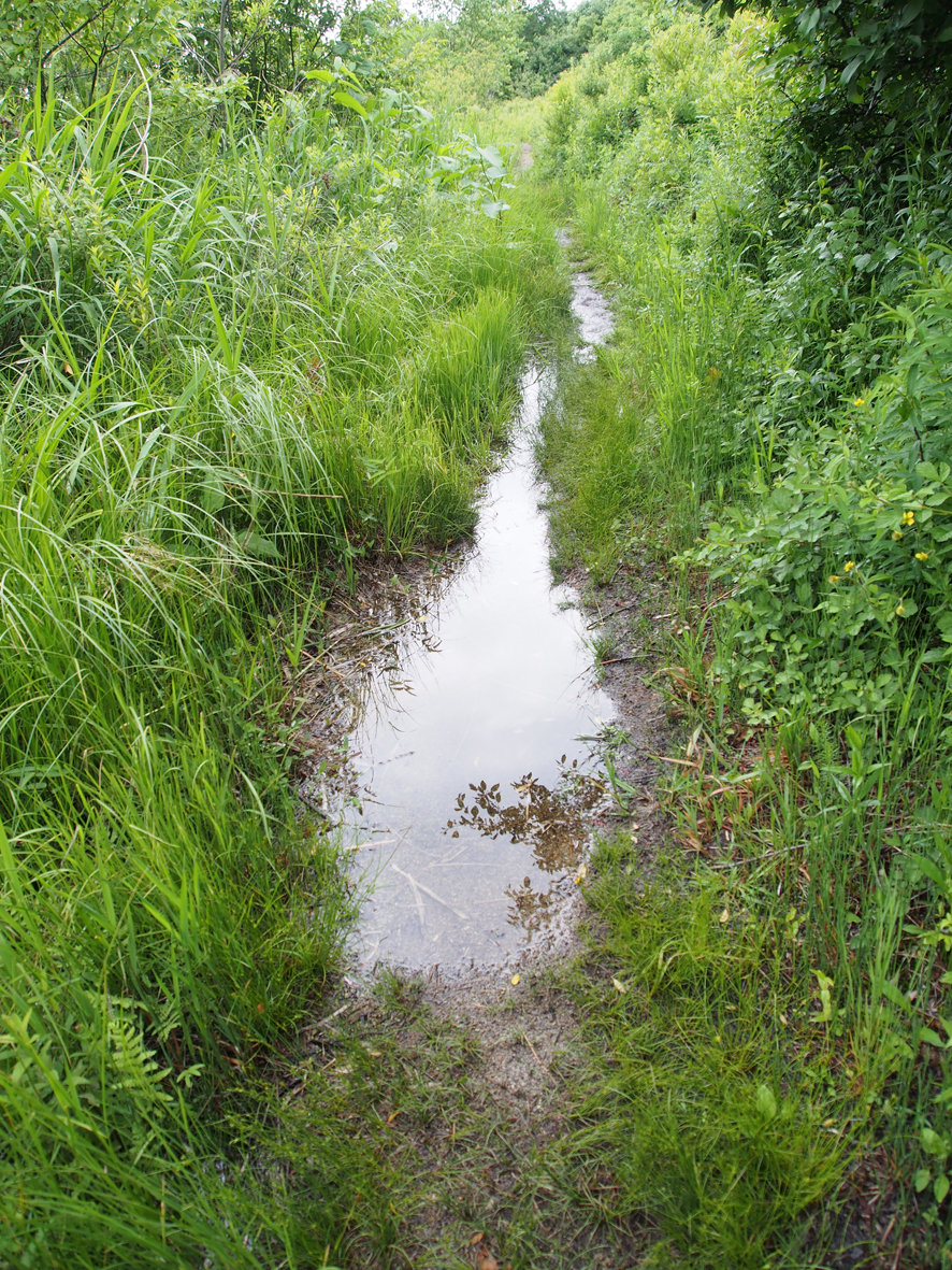 水かさが増すウトナイ湖 ウトナイ湖サンクチュアリ ブログ
