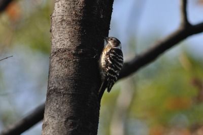 181220_コゲラ_自然生態園_青木撮影