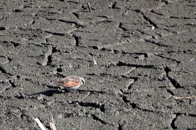 ツグミ_240224_東京港野鳥公園_恩田幸昌_IMG_0341_trim