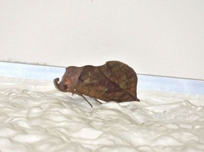 アケビコノハー191030-NC