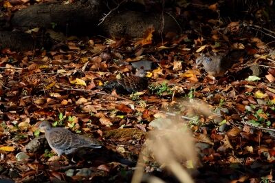 キジバト_20191212_東京港野鳥公園_恩田幸昌_MG_4210_trim2