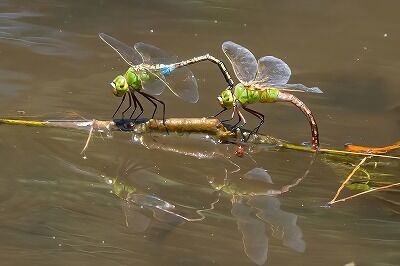 DSC_0025-DeNoiseAI-standard