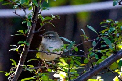 ウグイス_220125_東京港野鳥公園_恩田幸昌_MG_0457_trim