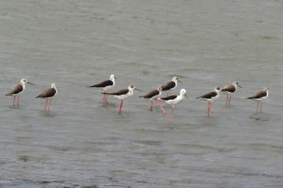 セイタカシギ_190828_潮入りの池 (2)