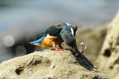 カワセミ_240725_東京港野鳥公園_前浜干潟_公財日本野鳥の会_レンジャー青木撮影