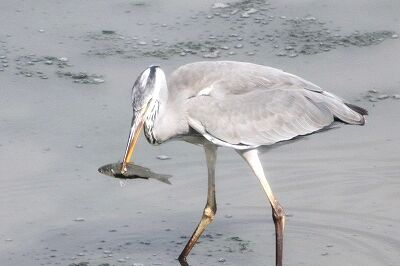アオサギ_230926_東京港野鳥公園_恩田幸昌_MG_7513_trim