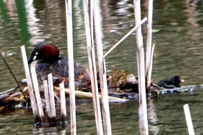 カイツブリ_20200712_東京港野鳥公園_レンジャー撮影(2)