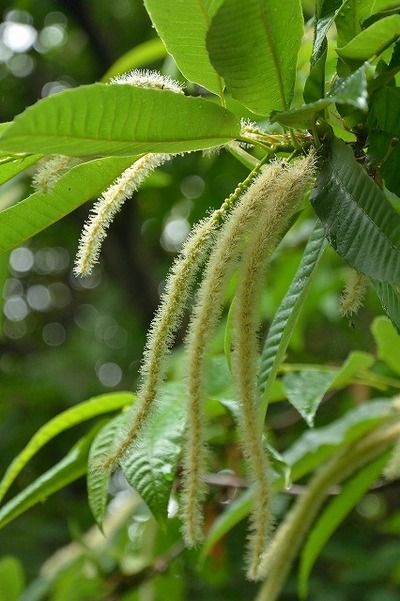 雫ー180523-芝生広場