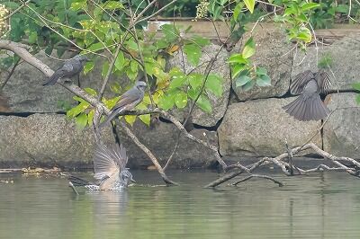 DSC_7960-DeNoiseAI-standard