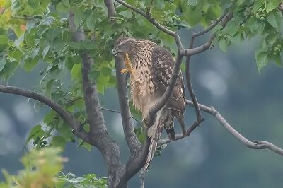 DSC_8046-DeNoiseAI-standard