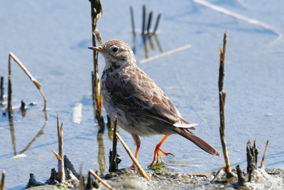 タヒバリ_250321_東京港野鳥公園_潮入りの池_公財日本野鳥の会_レンジャー青木撮影