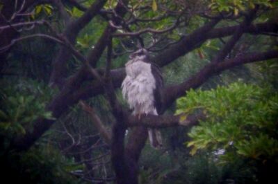 オオタカ_211022_東京港野鳥公園_恩田幸昌_P1450077_trim
