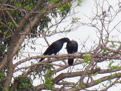ハシブトガラスー181120-東淡水池