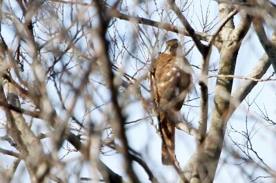 ハイタカ_220125_東京港野鳥公園_恩田幸昌_MG_0471_trim