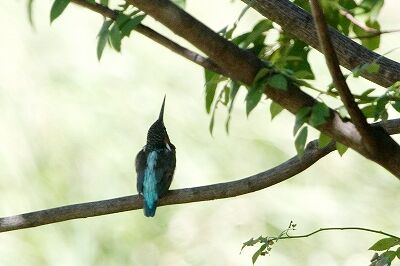 カワセミ_230825_東京港野鳥公園_恩田幸昌_MG_6138_trim