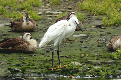コサギ_240630_東京港野鳥公園_潮入りの池_公財日本野鳥の会_レンジャー青木撮影2