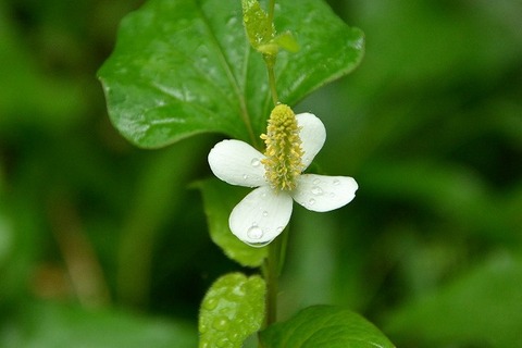 ドクダミー180523-芝生広場