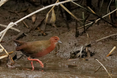 ヒクイナ_241026_東京港野鳥公園_潮入りの池_公財日本野鳥の会_レンジャー青木撮影jpg