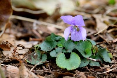 タチツボスミレ_190329_東京港野鳥公園_恩田撮影_MG_2518_trim