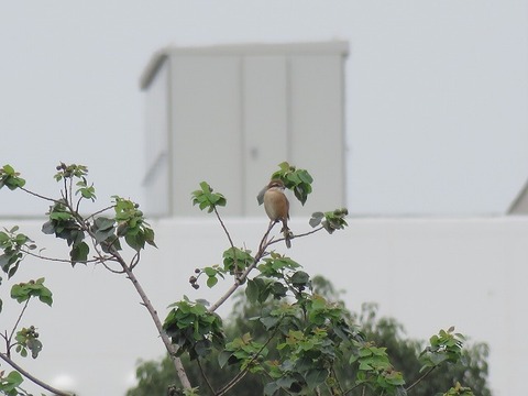 180922_モズ_東淡水池