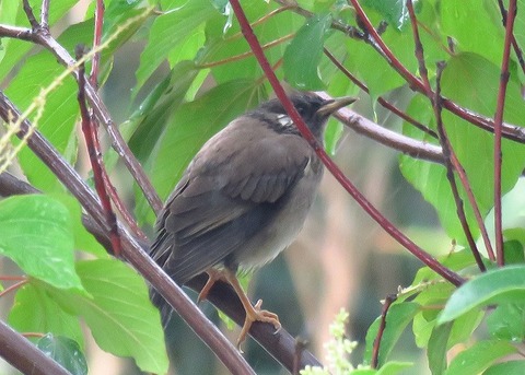 ムクドリー180620-東淡水池