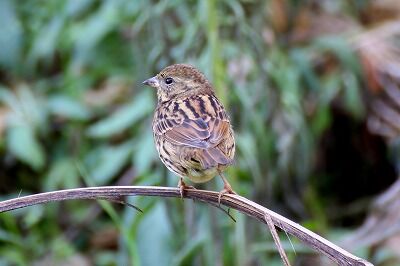 アオジ_20201225_自然生態園_野口R撮影