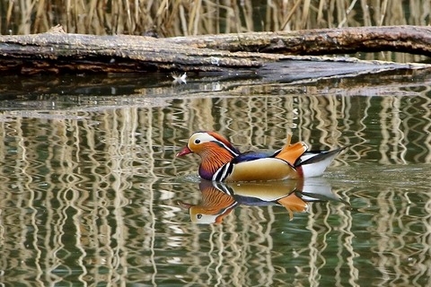 オシドリ_180323_東京港野鳥公園_恩田撮影_MG_9443_trim
