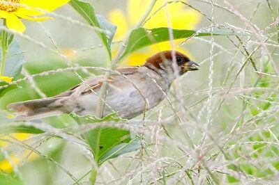 スズメ_230927_東京港野鳥公園_恩田幸昌_MG_7551_trim