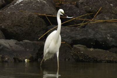 ダイサギ_20200627_東京港野鳥公園_レンジャー撮影