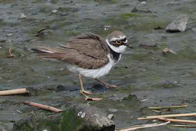 小千鳥0P4A0559鳥