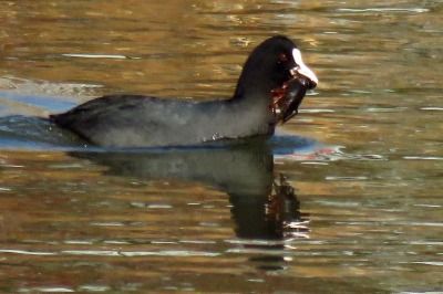 181220_オオバン_東淡水池_古沢撮影