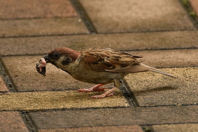 スズメ_20200725_東京港野鳥公園_レンジャー撮影
