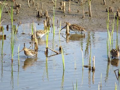タシギー190327－東淡水池