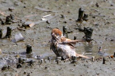 スズメ_220823_東京港野鳥公園_恩田幸昌_MG_2472_trim